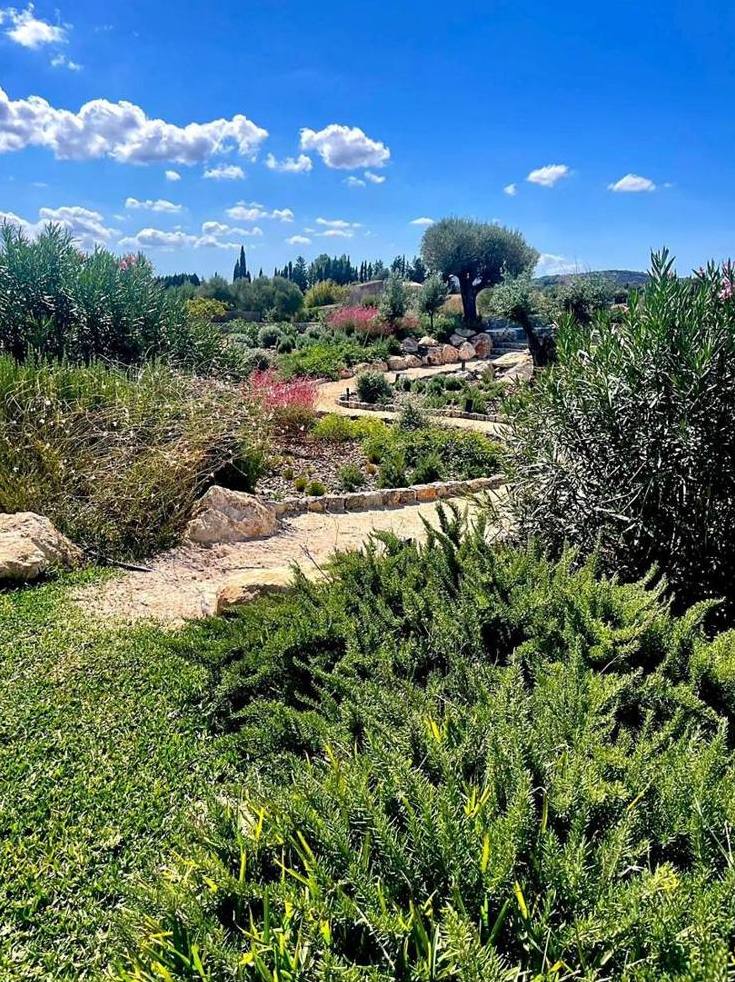 Jardín mediterráneo con aromáticas y olivo