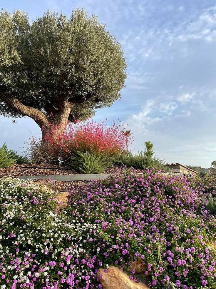 Olivo y plantación de flor