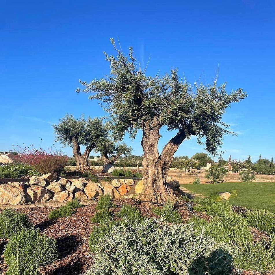 Olivo de gran tamaño en un jardín mediterráneo