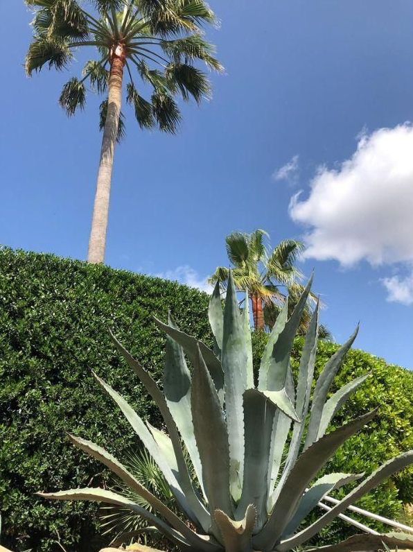 Palmera y agave